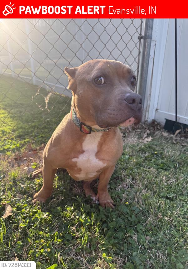 Lost Female Dog last seen Lincoln Ave, Evansville, IN 47714