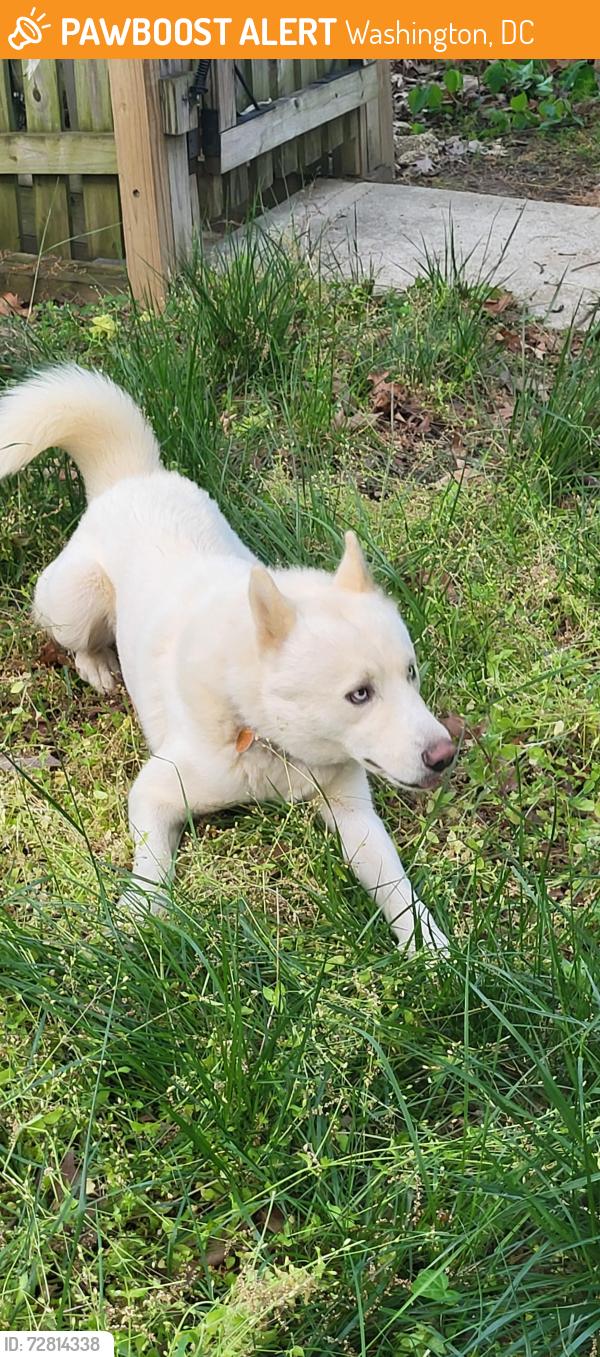 Found/Stray Unknown Dog last seen 5th street se and Savannah st se, Washington, DC 20032