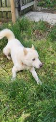 Found/Stray Unknown Dog last seen 5th street se and Savannah st se, Washington, DC 20032