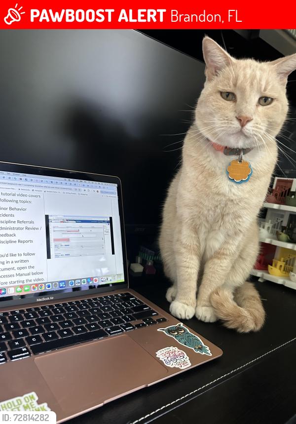 Lost Male Cat last seen Oak Dr and Providence , Brandon, FL 33578