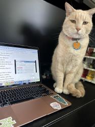 Lost Male Cat last seen Oak Dr and Providence , Brandon, FL 33578