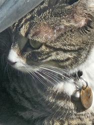 Found/Stray Unknown Cat last seen Beneath truck at muffler man auto shop, Portland, OR 97217