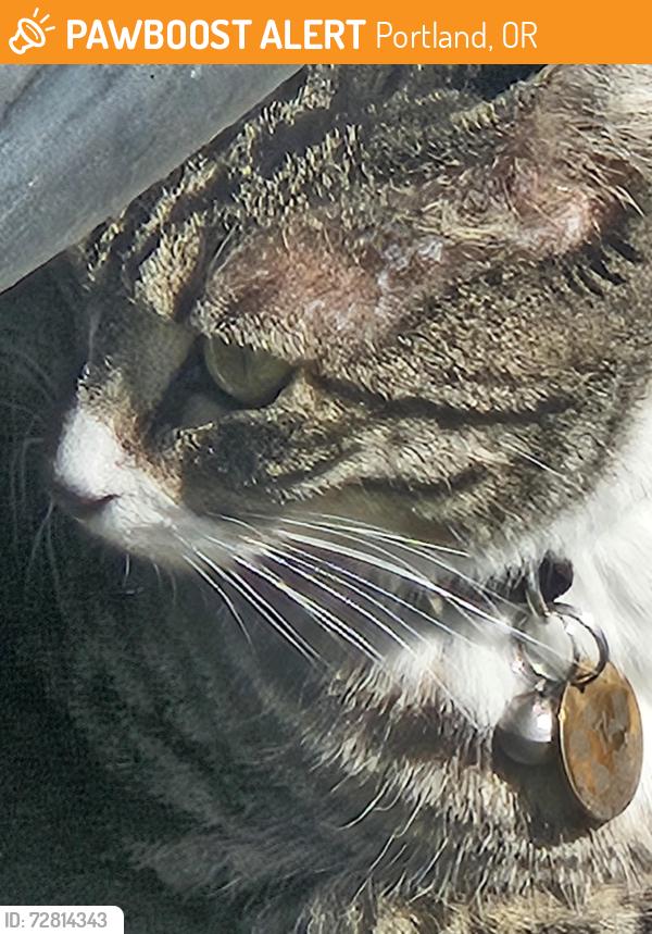 Found/Stray Unknown Cat last seen Beneath truck at muffler man auto shop, Portland, OR 97217