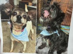 Found/Stray Female Dog last seen Autumn Run, Houston, TX 77449
