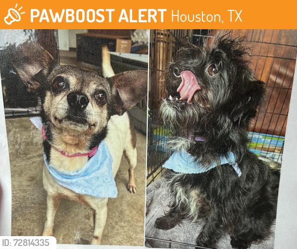 Found/Stray Female Dog last seen Autumn Run, Houston, TX 77449