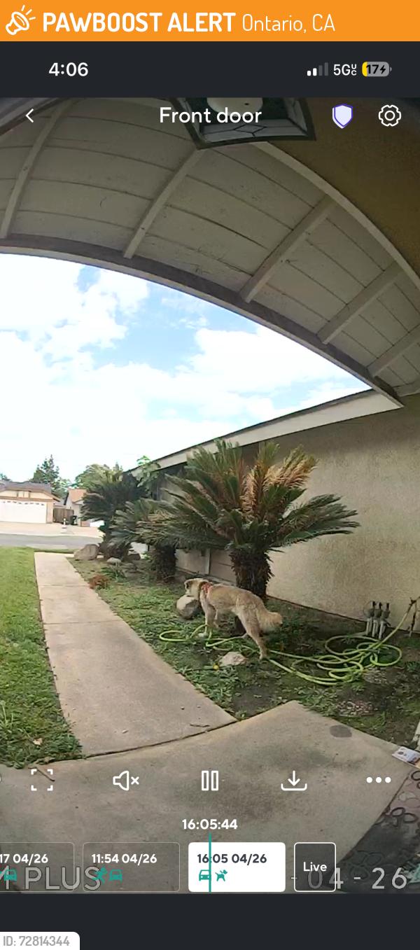 Found/Stray Unknown Dog last seen alder creek dr and big creek rd, Ontario, CA 91761