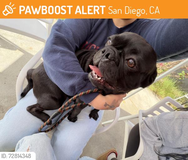 Found/Stray Male Dog last seen Cottonwood st, San Diego, CA 92113