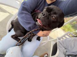 Found/Stray Male Dog last seen Cottonwood st, San Diego, CA 92113