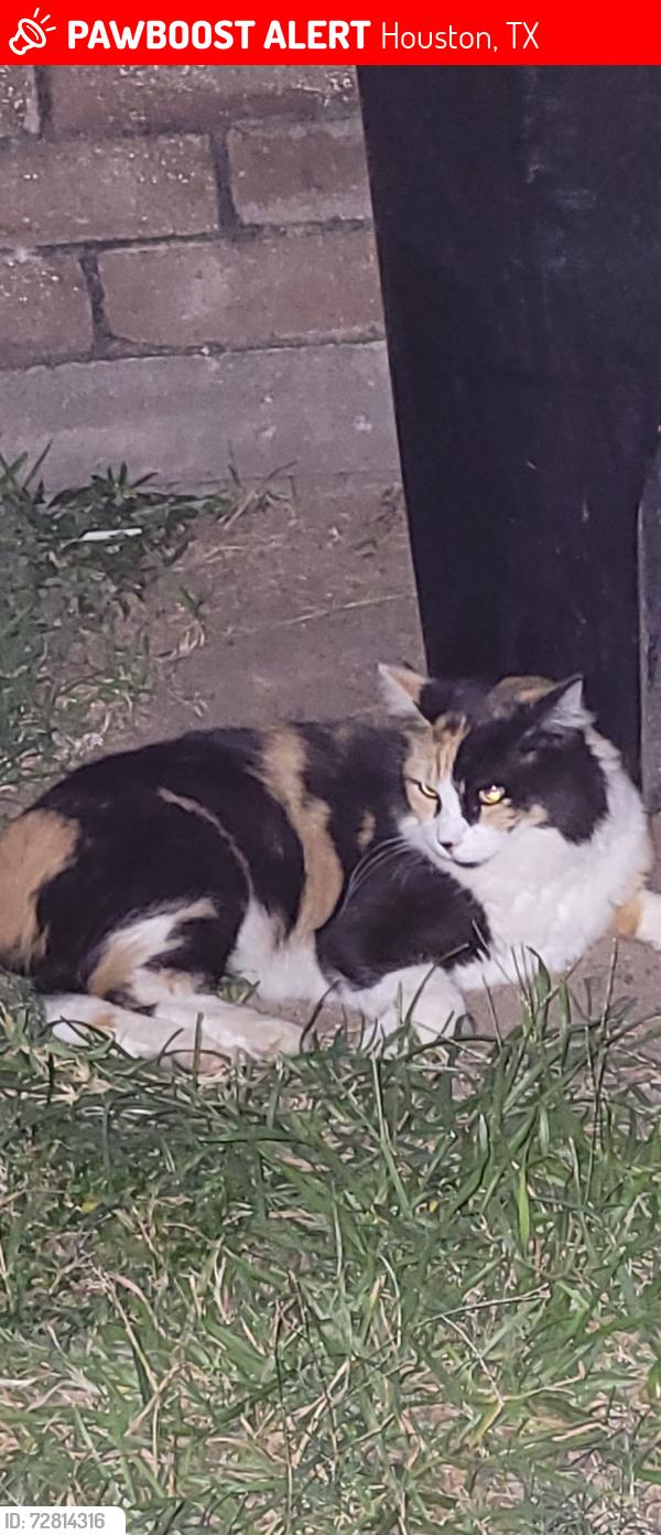 Lost Female Cat last seen Keithharrow and Queenston, Houston, TX 77084