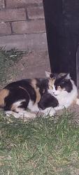 Lost Female Cat last seen Keithharrow and Queenston, Houston, TX 77084