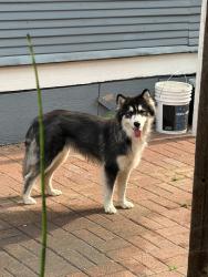 Found/Stray Unknown Dog last seen Twelth street, Dallas, TX 75224