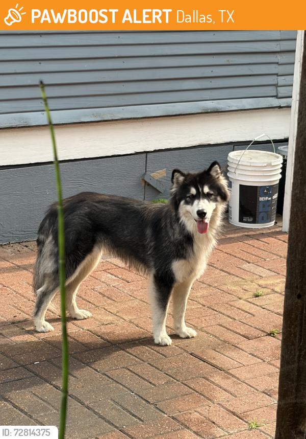Found/Stray Unknown Dog last seen Twelth street, Dallas, TX 75224