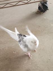 Found/Stray Unknown Bird last seen Prudence and 20th, Tucson, AZ 85710