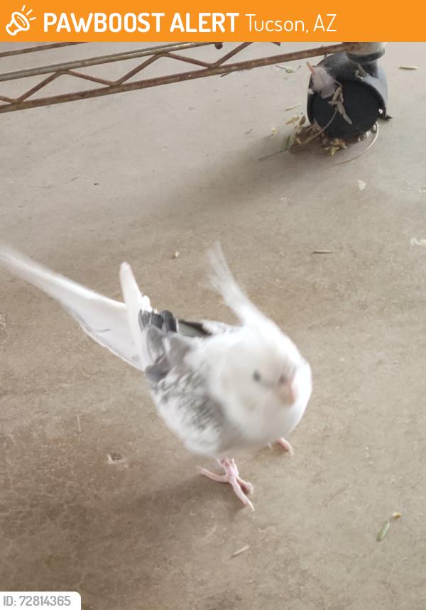 Found/Stray Unknown Bird last seen Prudence and 20th, Tucson, AZ 85710