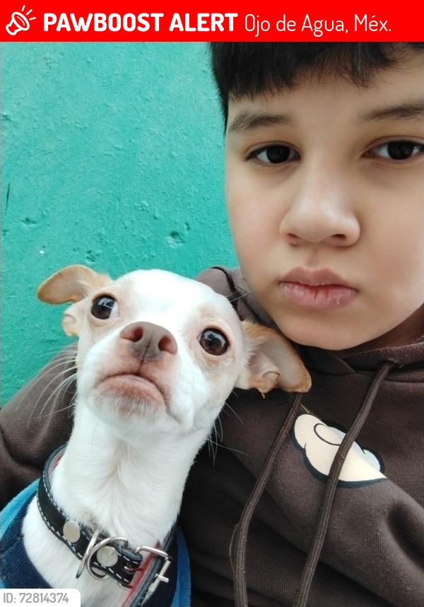 Lost Male Dog last seen Avenida sierra hermosa tecamac, Ojo de Agua, Méx. 55749
