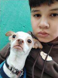 Lost Male Dog last seen Avenida sierra hermosa tecamac, Ojo de Agua, Méx. 55749