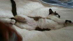 Lost Female Cat last seen Vineland & francisquito, Baldwin Park, CA 91706