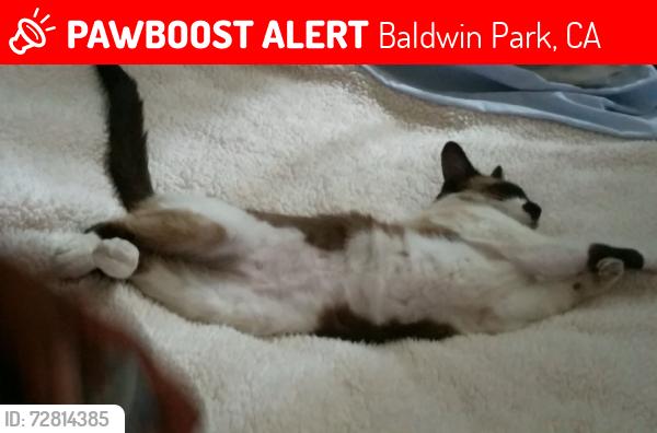 Lost Female Cat last seen Vineland & francisquito, Baldwin Park, CA 91706
