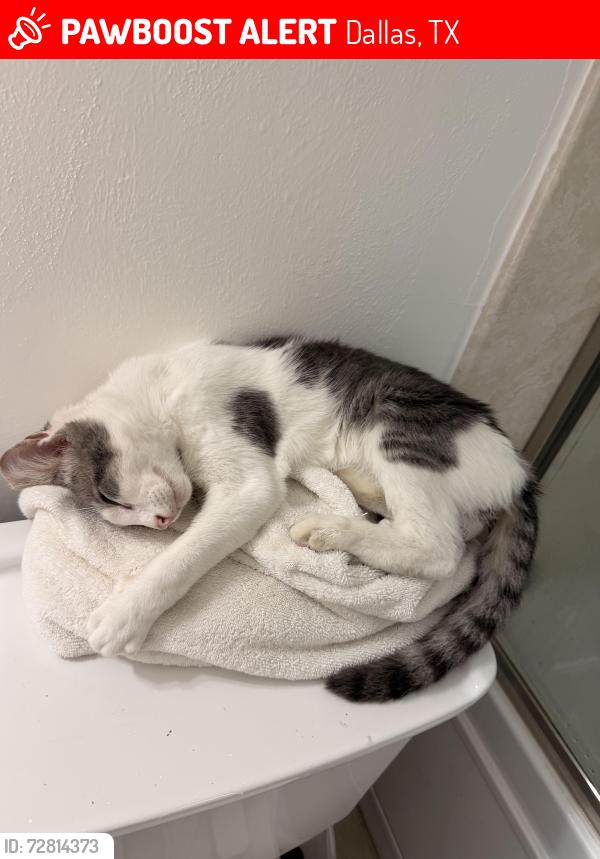 Lost Male Cat last seen Desdemona Dr. & Ferguson Rd. Dallas tx, Dallas, TX 75228