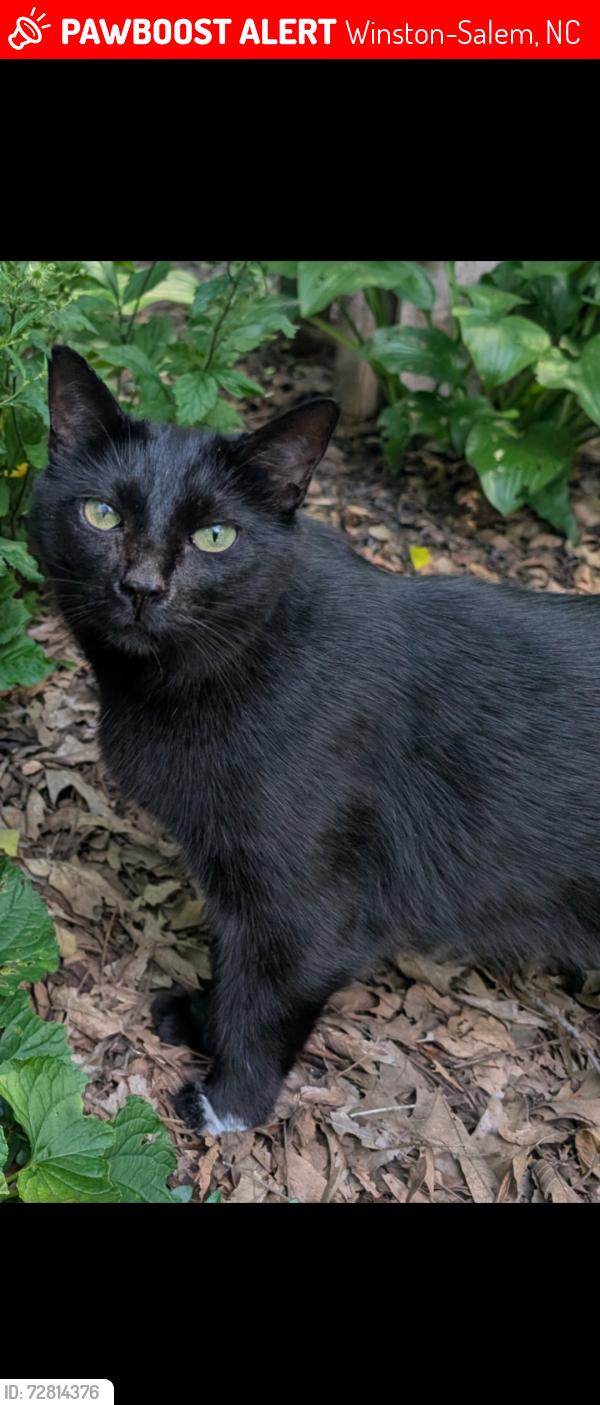 Lost Female Cat last seen Laura Ave , Winston-Salem, NC 27105