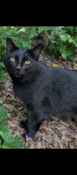 Lost Female Cat last seen Laura Ave , Winston-Salem, NC 27105