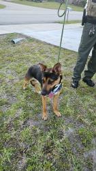 Found/Stray Male Dog last seen iwell st nw , Palm Bay, FL 32907