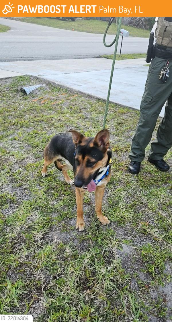 Found/Stray Male Dog last seen iwell st nw , Palm Bay, FL 32907