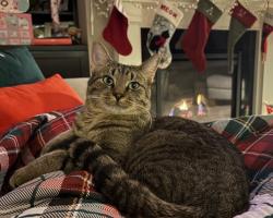 Lost Male Cat last seen 61st Ave & Yuma Lane, Plymouth, MN 55446