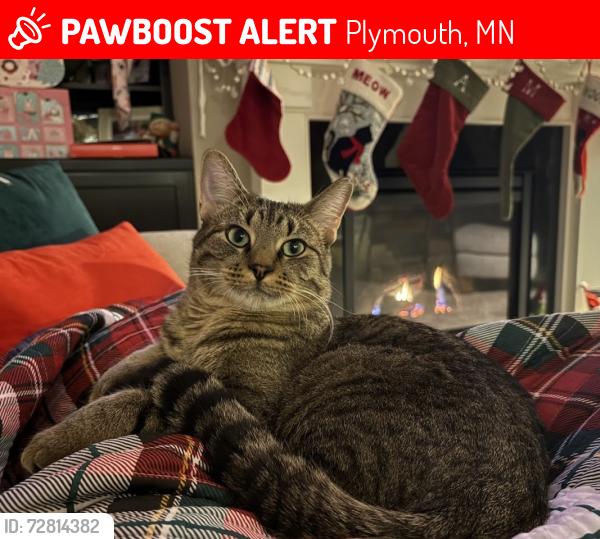 Lost Male Cat last seen 61st Ave & Yuma Lane, Plymouth, MN 55446