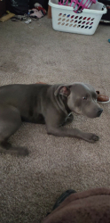 Lost Male Dog last seen 92nd and University, Oklahoma City, OK 73114