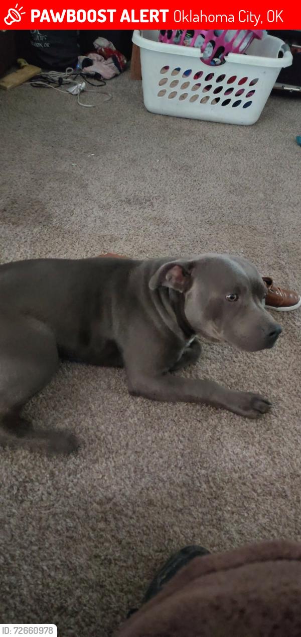 Lost Male Dog last seen 92nd and University, Oklahoma City, OK 73114