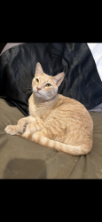 Lost Male Cat last seen Desert Horizon, 56th st and Greenway, Scottsdale, AZ 85254