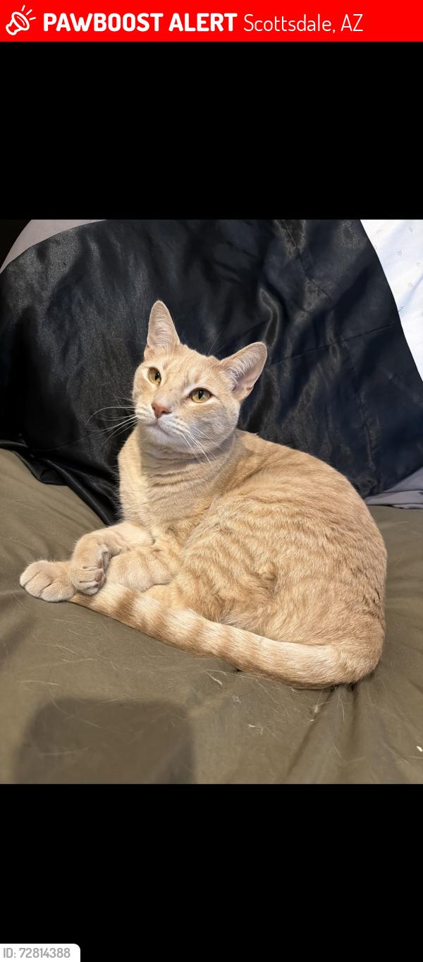 Lost Male Cat last seen Desert Horizon, 56th st and Greenway, Scottsdale, AZ 85254