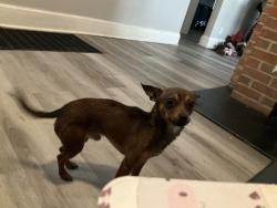 Lost Male Dog last seen Manchester avenue, Bremen, Greenwich , Columbus, OH 43211