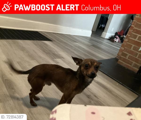 Lost Male Dog last seen Manchester avenue, Bremen, Greenwich , Columbus, OH 43211