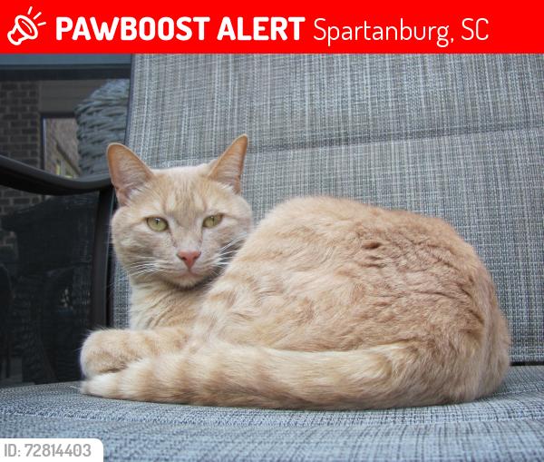 Lost Male Cat last seen Near Bridlewood Lane Spartanburg , Spartanburg, SC 29301