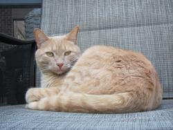 Lost Male Cat last seen Near Bridlewood Lane Spartanburg , Spartanburg, SC 29301