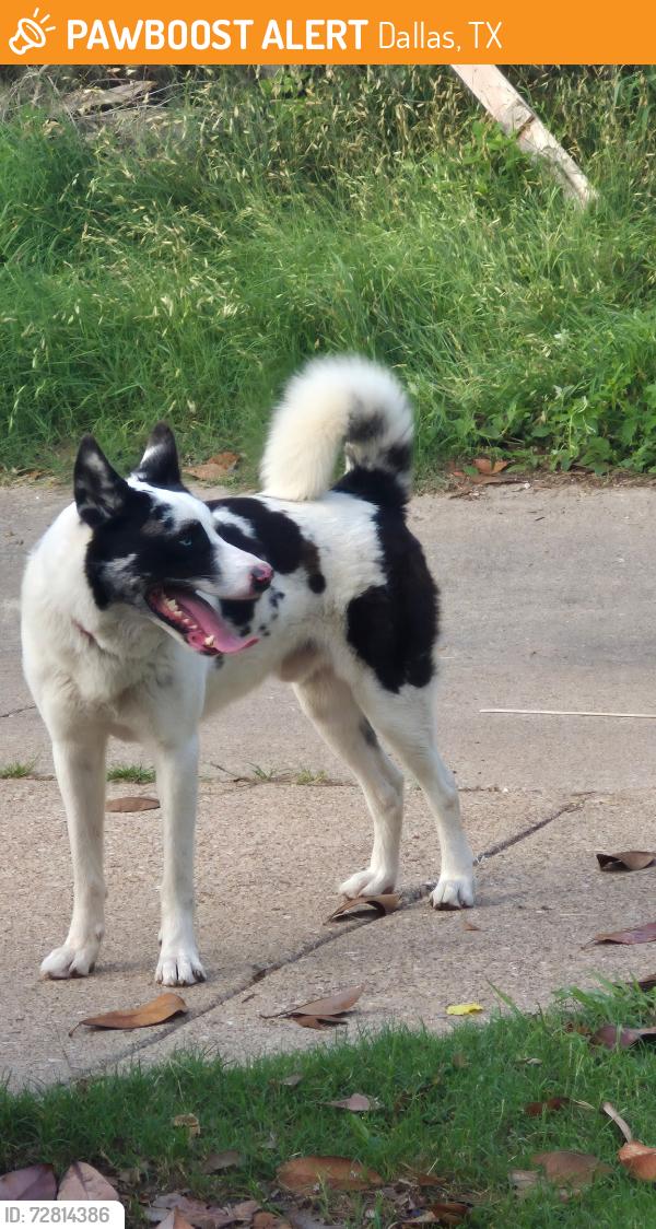 Found/Stray Male Dog last seen Catalpa Dr, Dallas, TX 75249