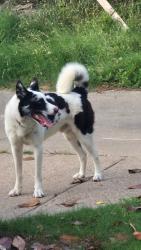 Found/Stray Male Dog last seen Catalpa Dr, Dallas, TX 75249