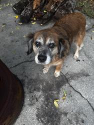 Lost Unknown Dog last seen Near the circle K by Hope Mills Rd and Cumberland Rd intersection , Fayetteville, NC 28306