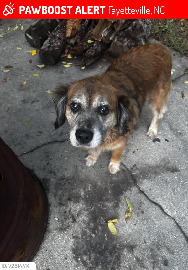 Lost Unknown Dog last seen Near the circle K by Hope Mills Rd and Cumberland Rd intersection , Fayetteville, NC 28306