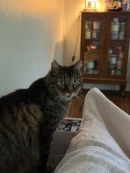 Lost Male Cat last seen Sean Creek Dr. , Houston, TX 77095
