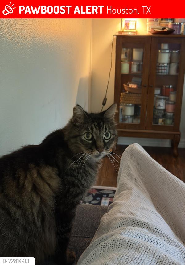Lost Male Cat last seen Sean Creek Dr. , Houston, TX 77095