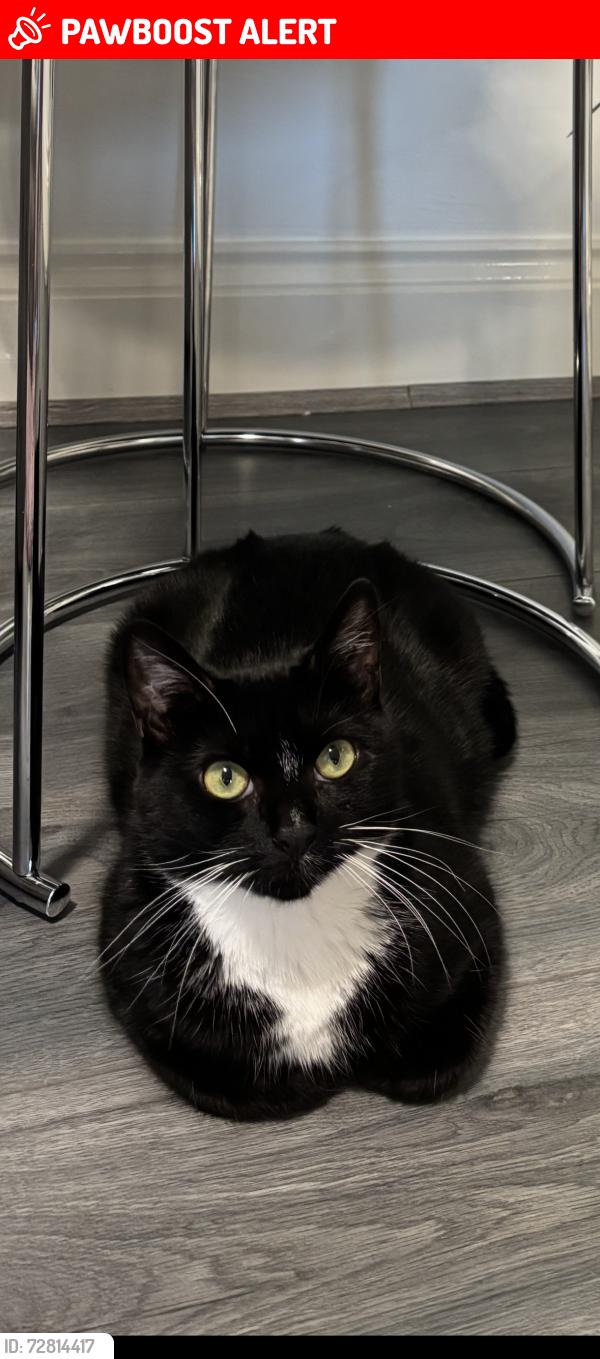 Lost Male Cat last seen Anderson Road , West Midlands, England DY4 8SD