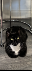 Lost Male Cat last seen Anderson Road , West Midlands, England DY4 8SD