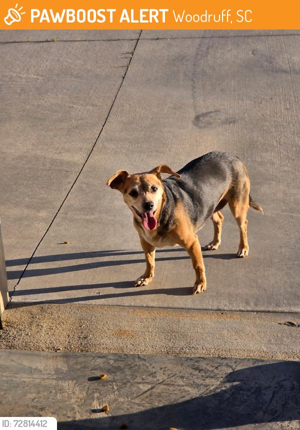 Found/Stray Female Dog last seen Near Fowler Road Woodruff, SC, Woodruff, SC 29388