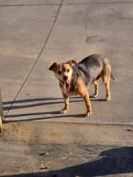 Found/Stray Female Dog last seen Near Fowler Road Woodruff, SC, Woodruff, SC 29388