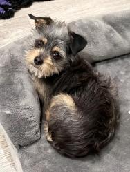 Lost Female Dog last seen Near & NJ Turnpike , Mount Laurel Township, NJ 08054