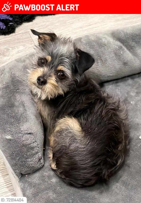 Lost Female Dog last seen Near & NJ Turnpike , Mount Laurel Township, NJ 08054