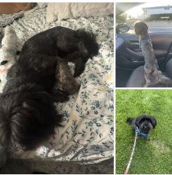 Lost Male Dog last seen Green Parot Rd. , Wildomar, CA 92595
